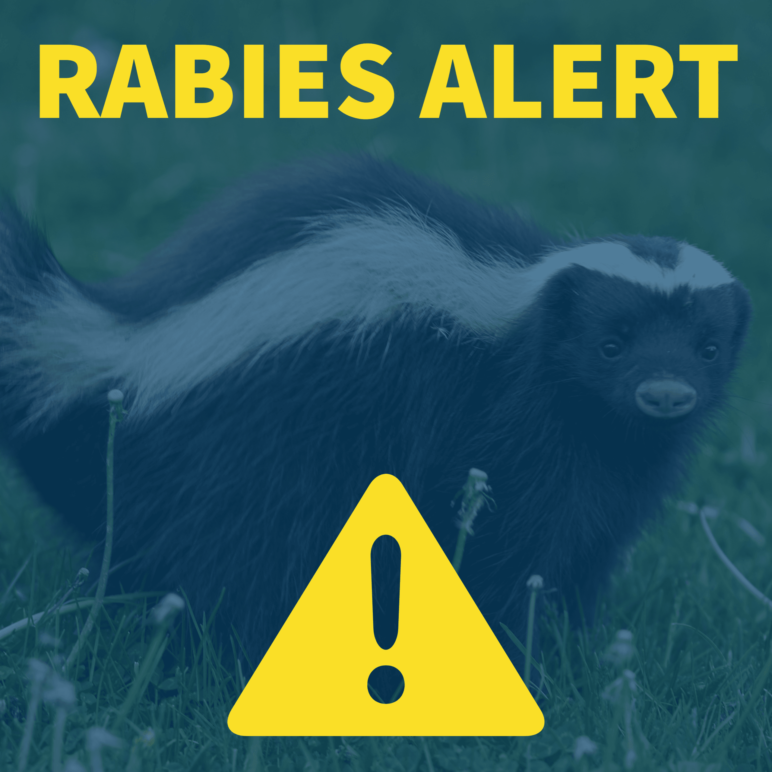 Rabies Graphic
