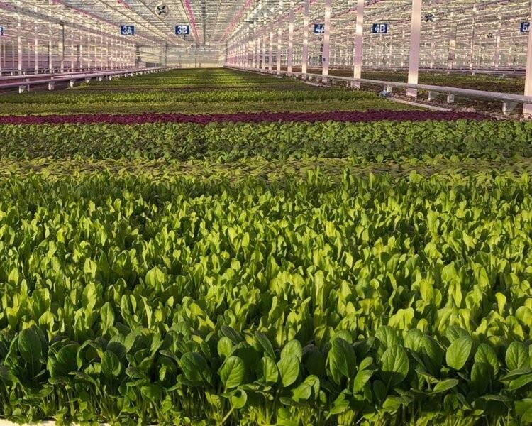 Greenswell Growers - Conceptual Image